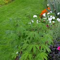 Cleome arborescens (2)